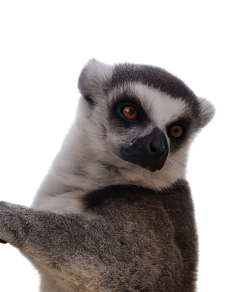 Lemur looking over left shoulder