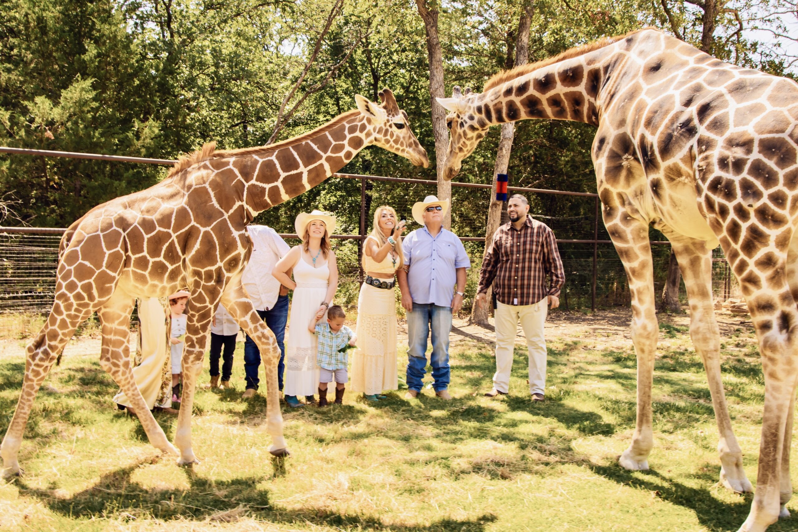 Two giraffes looking down at a group of people at oak meadow ranch who are exploring the natural environment