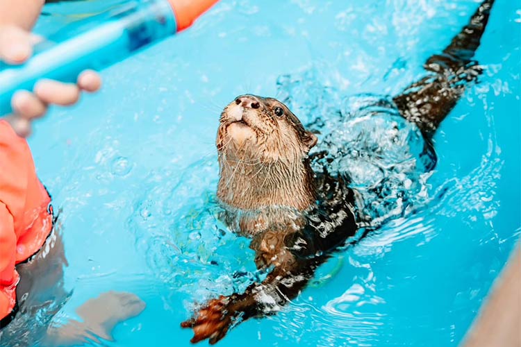 Otter swimming at Oak Meadow Ranch