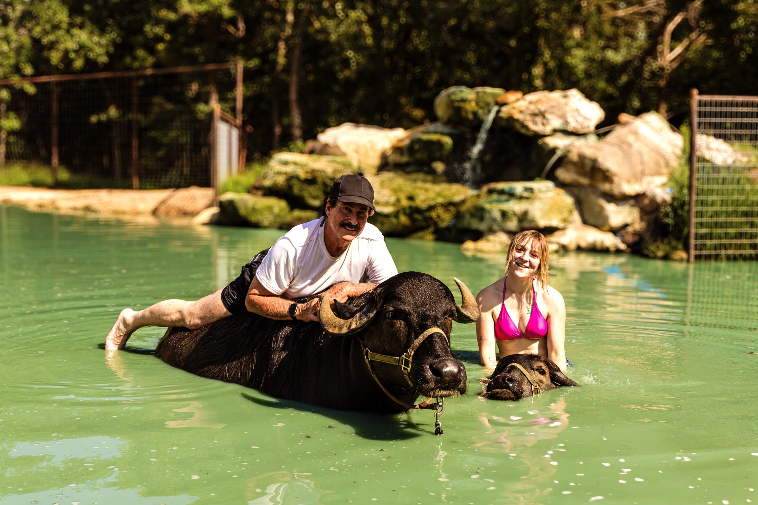 Two people riding on top of water buffalo as they go for a swim with a natural rocky background