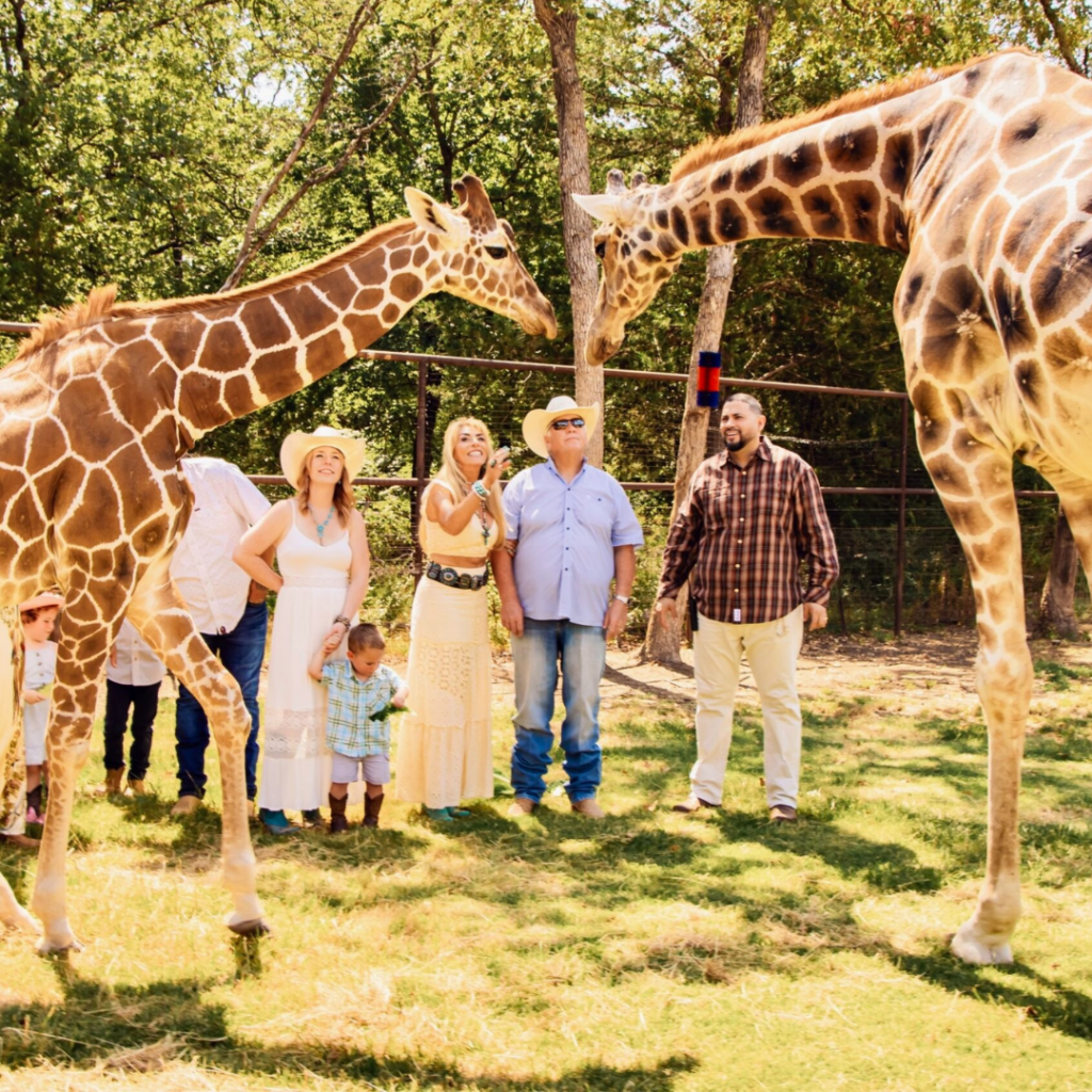 A giraffe grazes contentedly in a spacious and natural ranch habitat that supports high animal welfare standards.