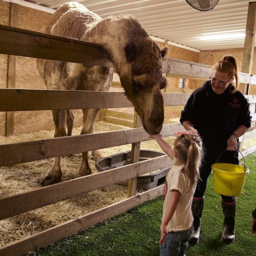 kids-conservation-camel-crop